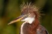 Egretta-tricolor;Heron;Nest;Nesting;Nesting-Bird;Offspring;Tricolored-Heron;aeri
